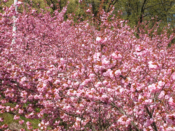 09-5-3-2八重桜.JPG