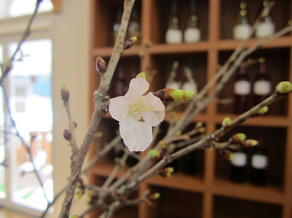 季節はずれの桜.jpg
