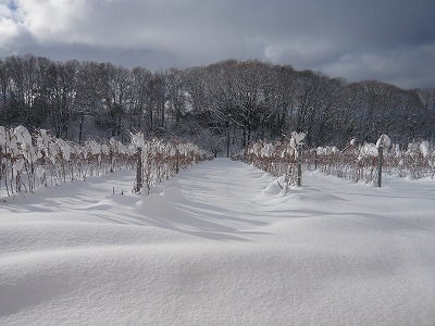 大雪３.jpg