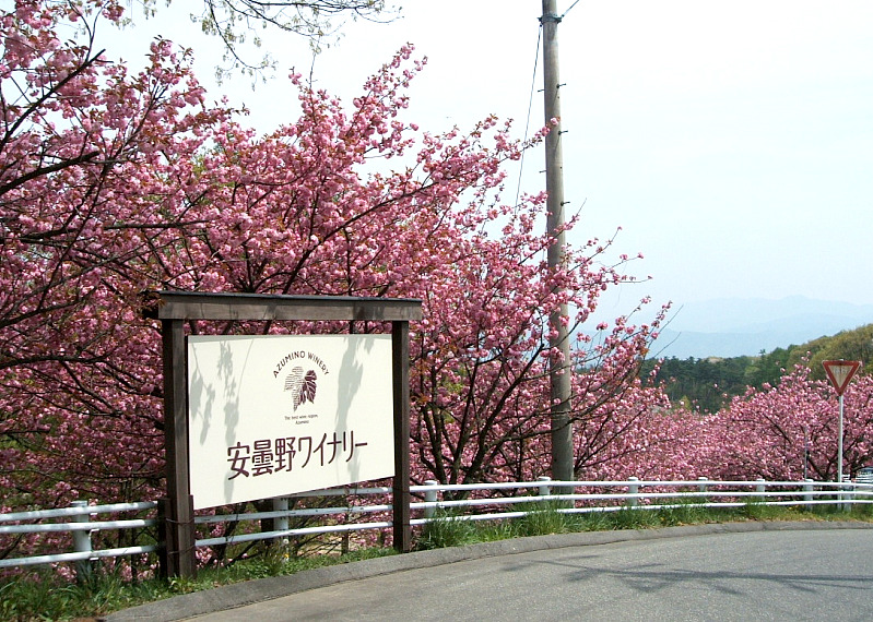 09-5-3-1八重桜.JPG
