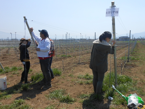 ひかりや様 苗植付け 025.jpg