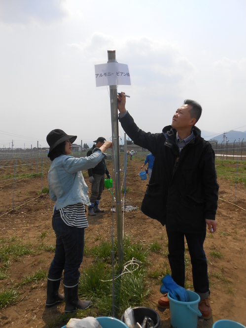 アルモニービアン苗植付け２０１４ 039.jpg