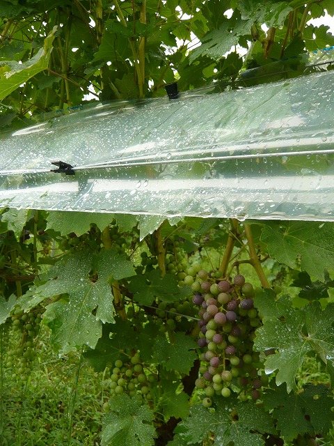 雨除け③.jpg