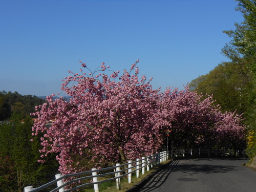 桜1.JPG