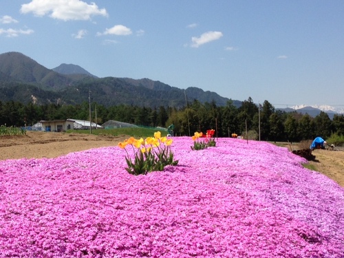 芝桜 1.JPG