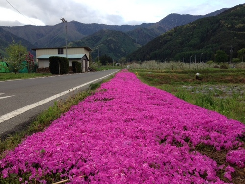 芝桜6.JPG