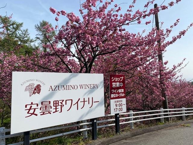 桜＆看板.jpg