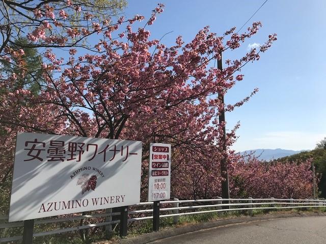 八重桜全体.jpg