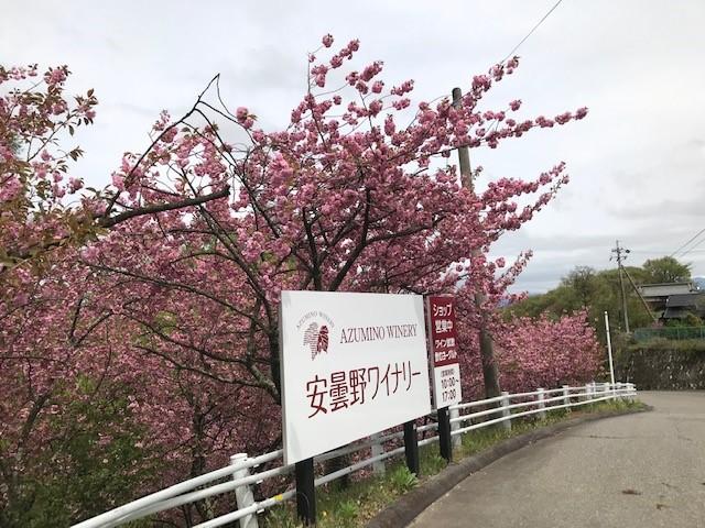 八重桜.jpg